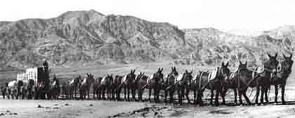 20_mule_team_in_death_valley